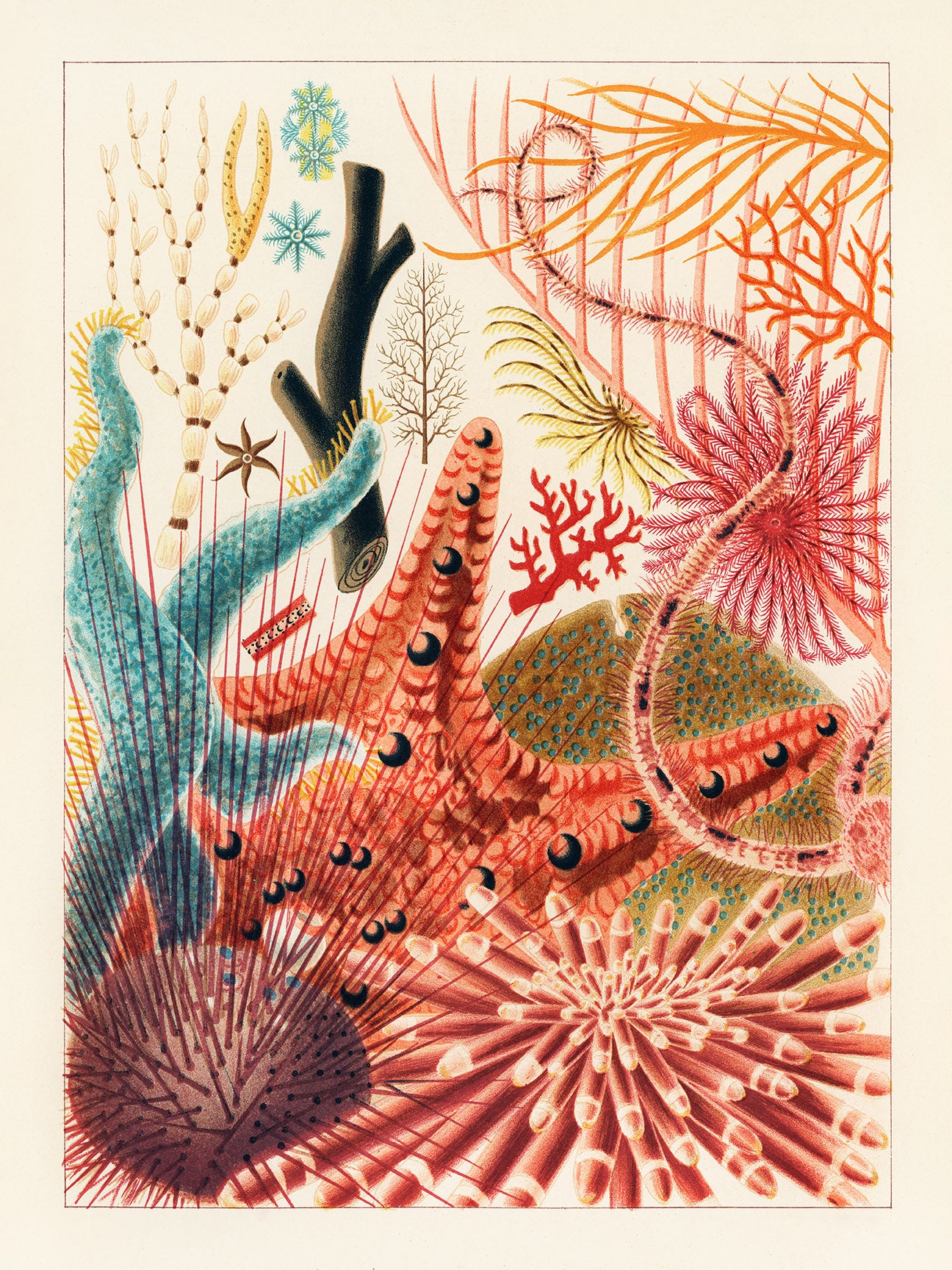 Great Barrier Reef Corals