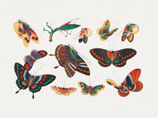 Butterfly Study