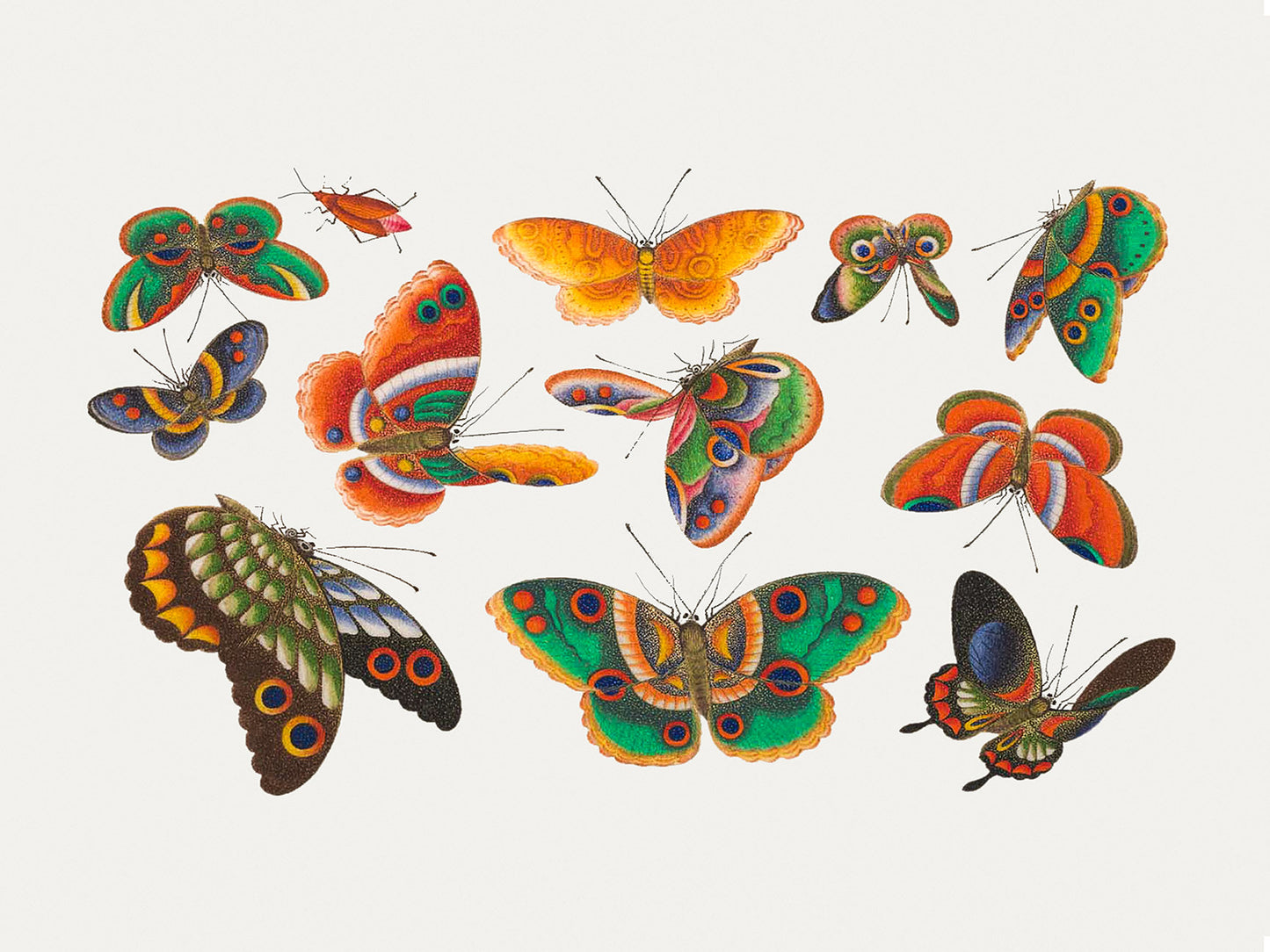 Butterfly Study 2