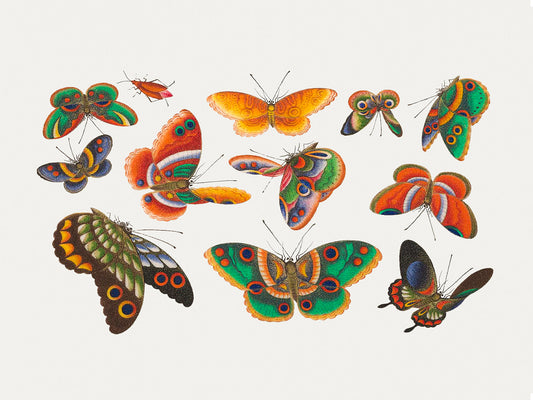 Butterfly Study 2