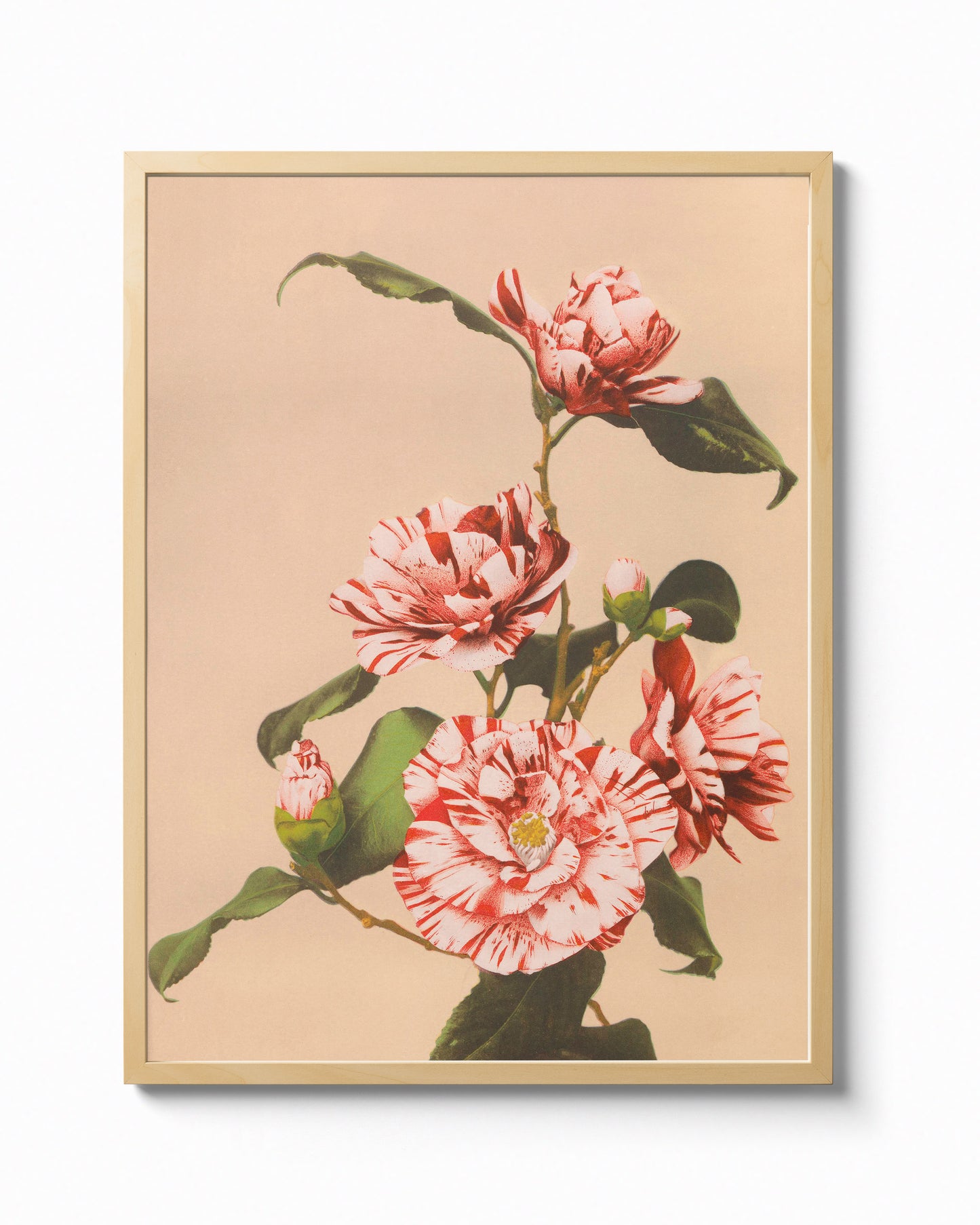 Camellia by Ogawa Kazumasa