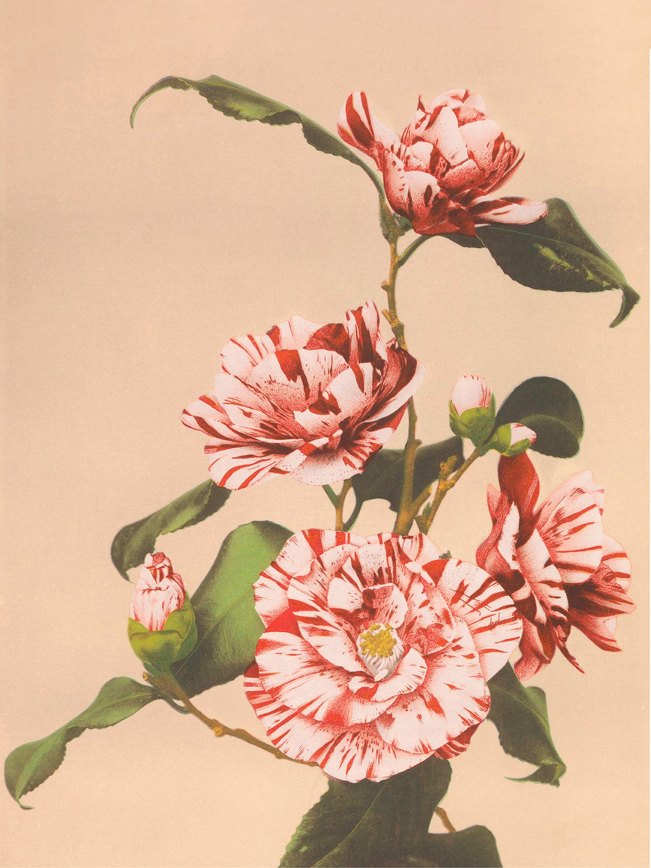 Camellia by Ogawa Kazumasa