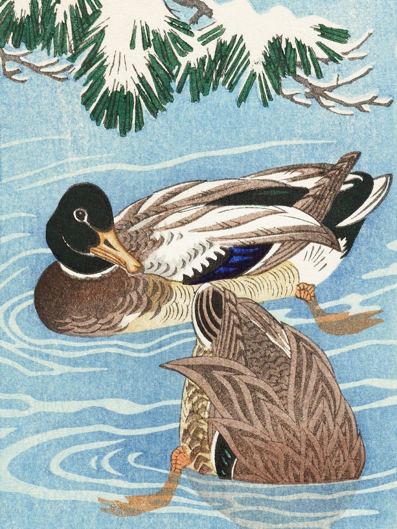 Ducks