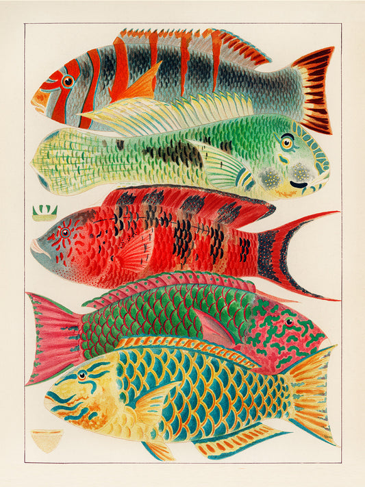 Great Barrier Reef Study, Fishes