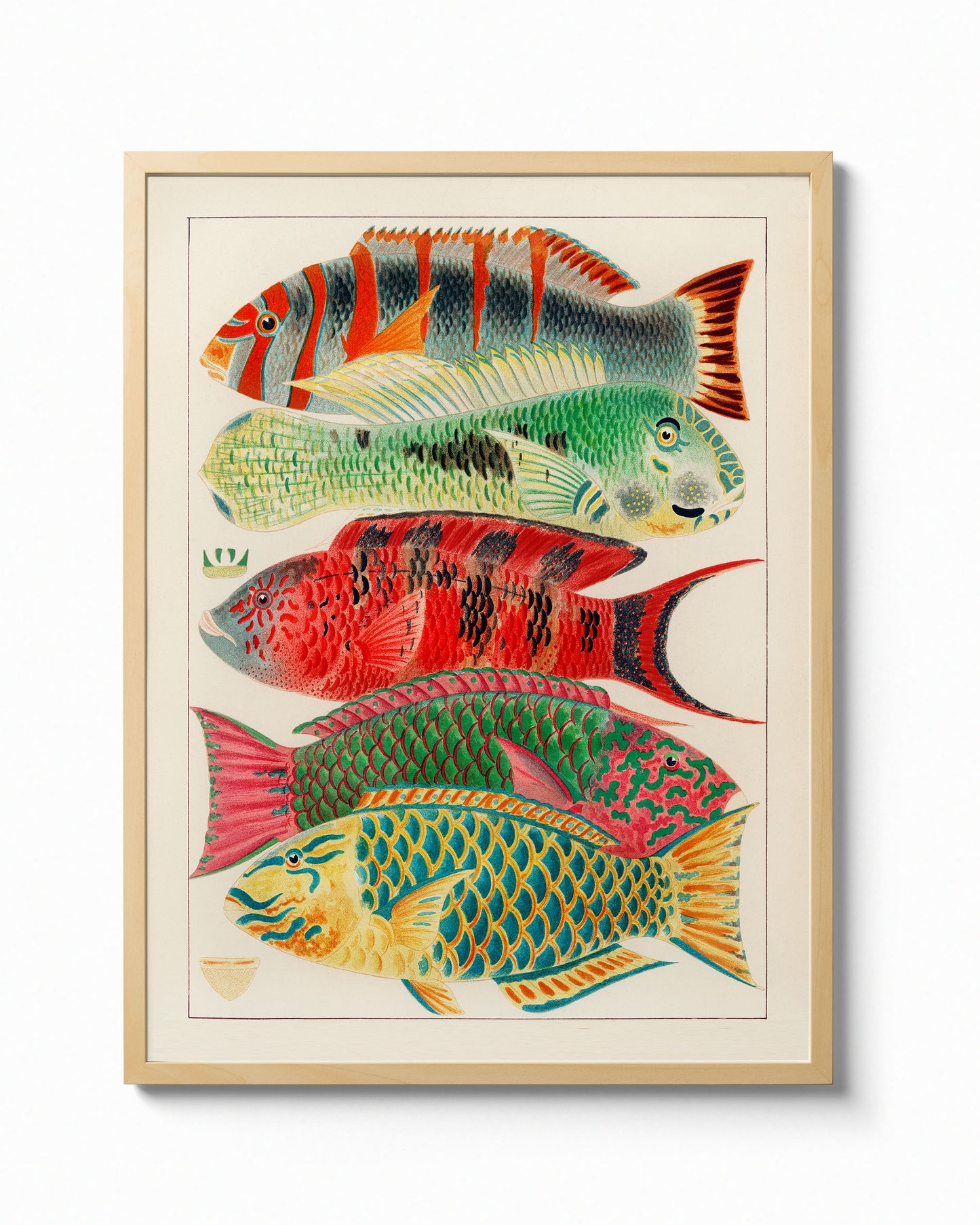 Great Barrier Reef Study, Fishes