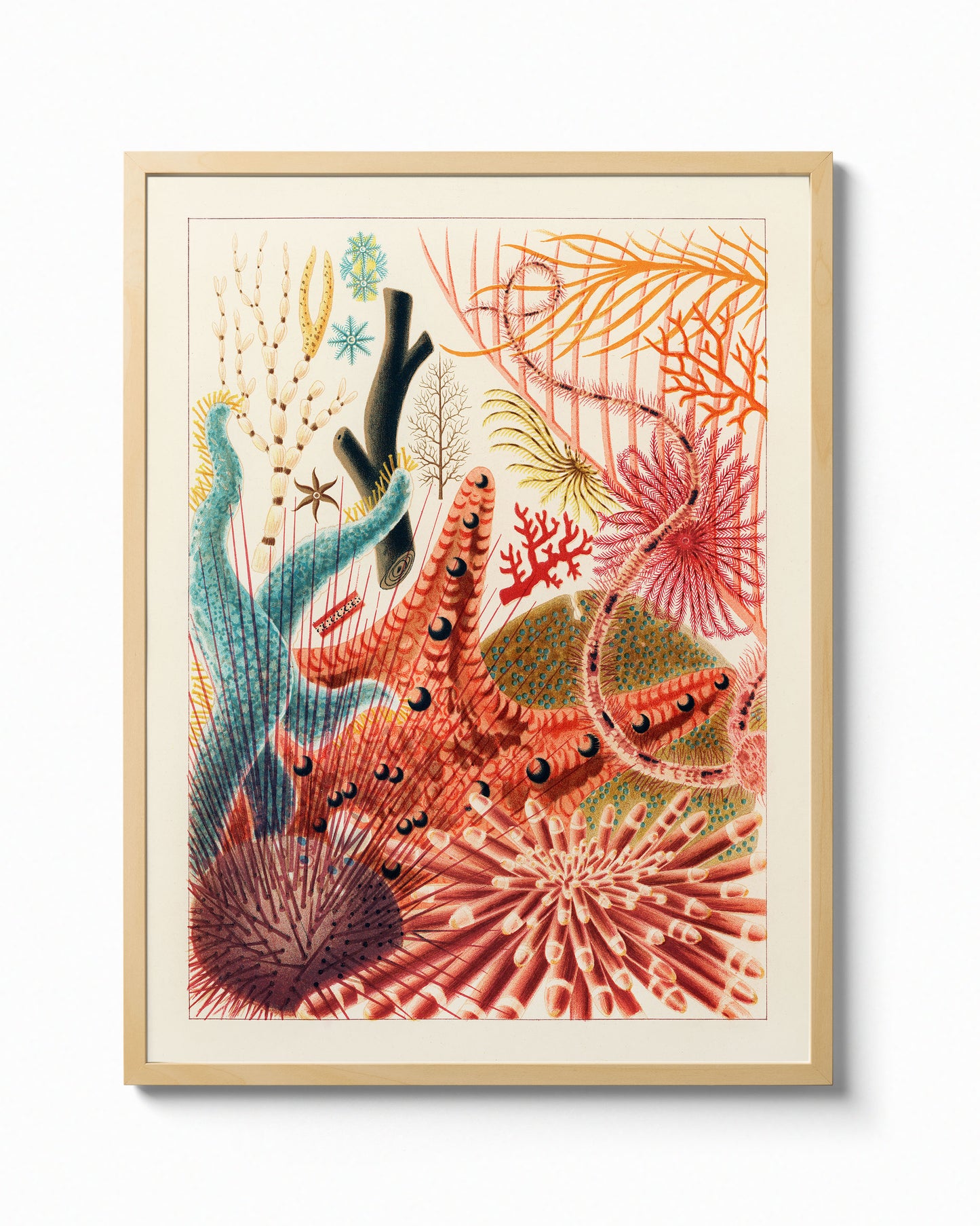 Great Barrier Reef Corals