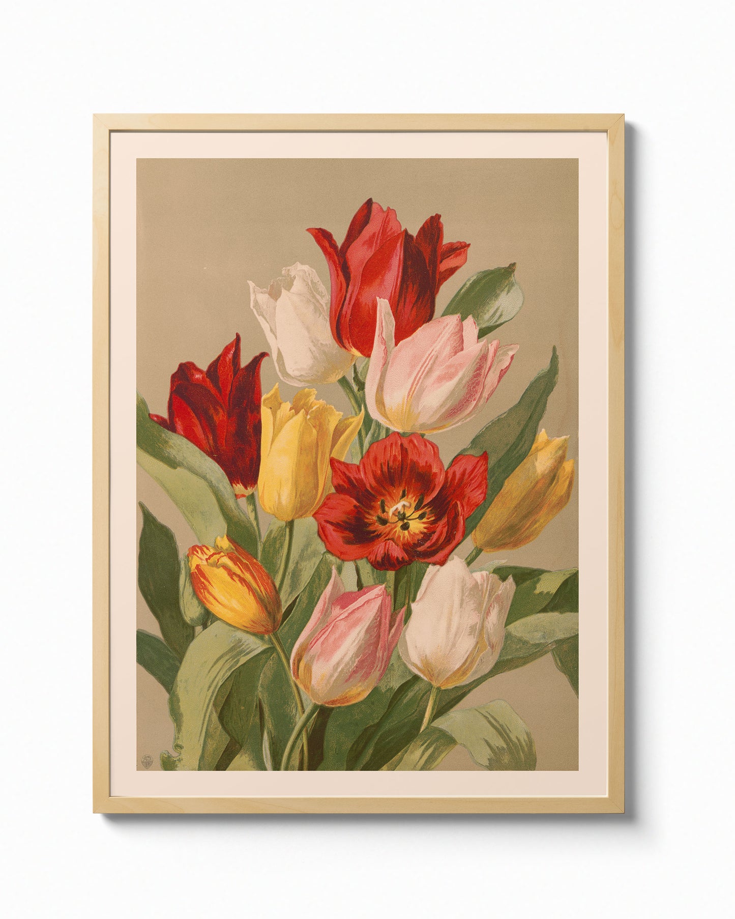 Tulips