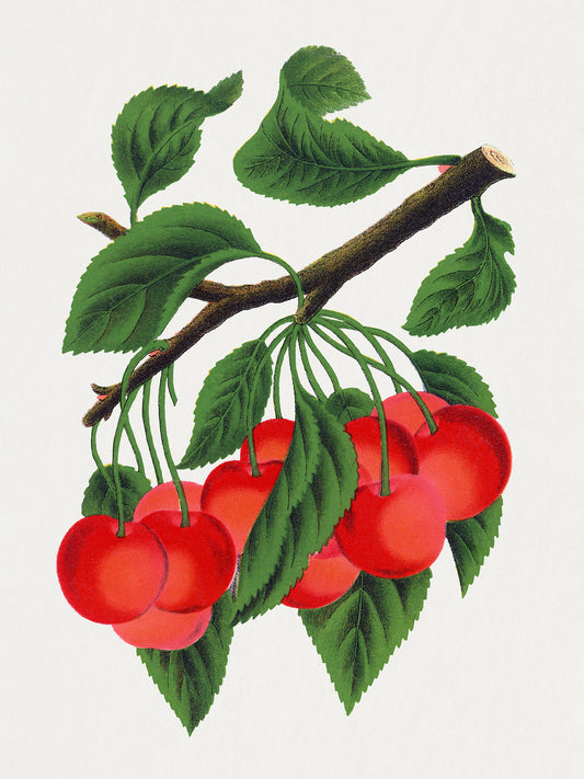 Cherries