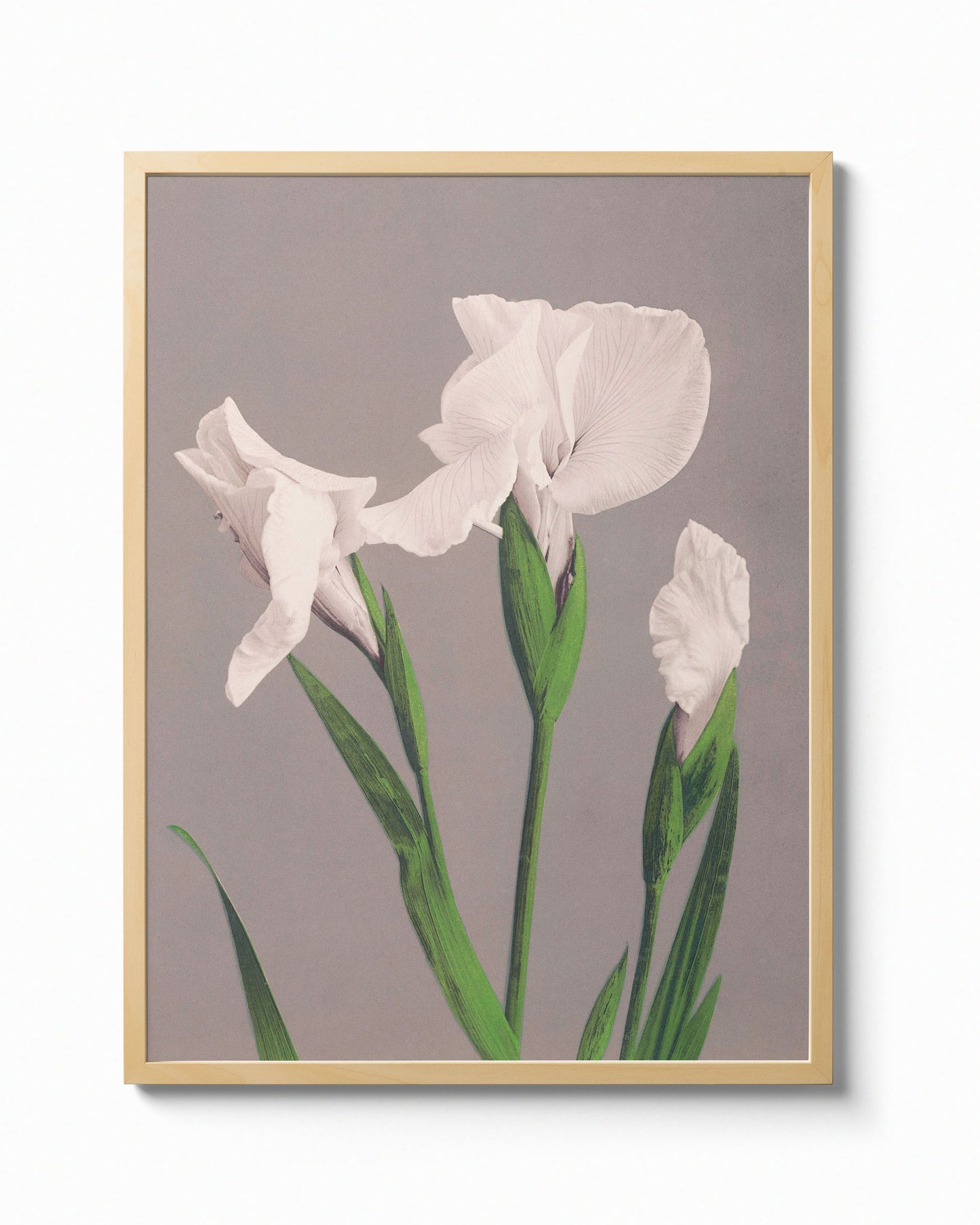 White Iris by Ogawa Kazumasa