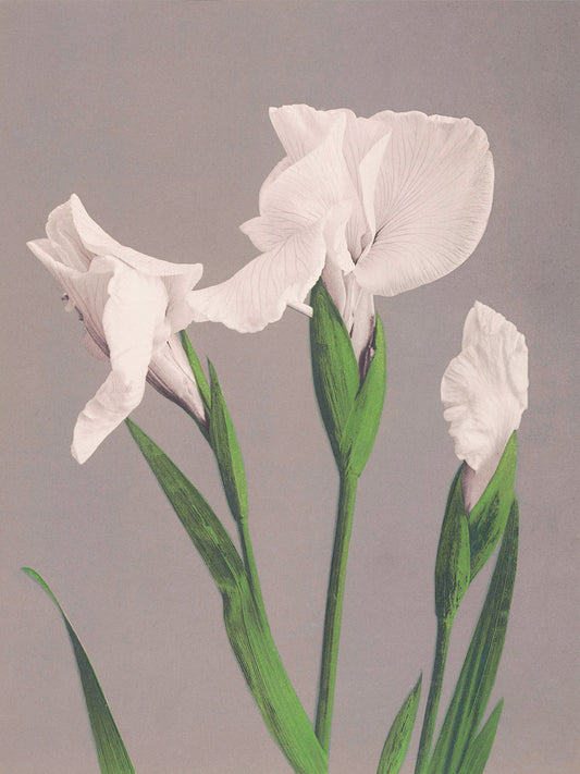 White Iris by Ogawa Kazumasa