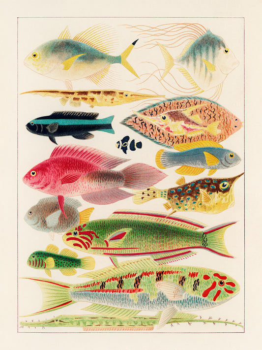 Fishes 2