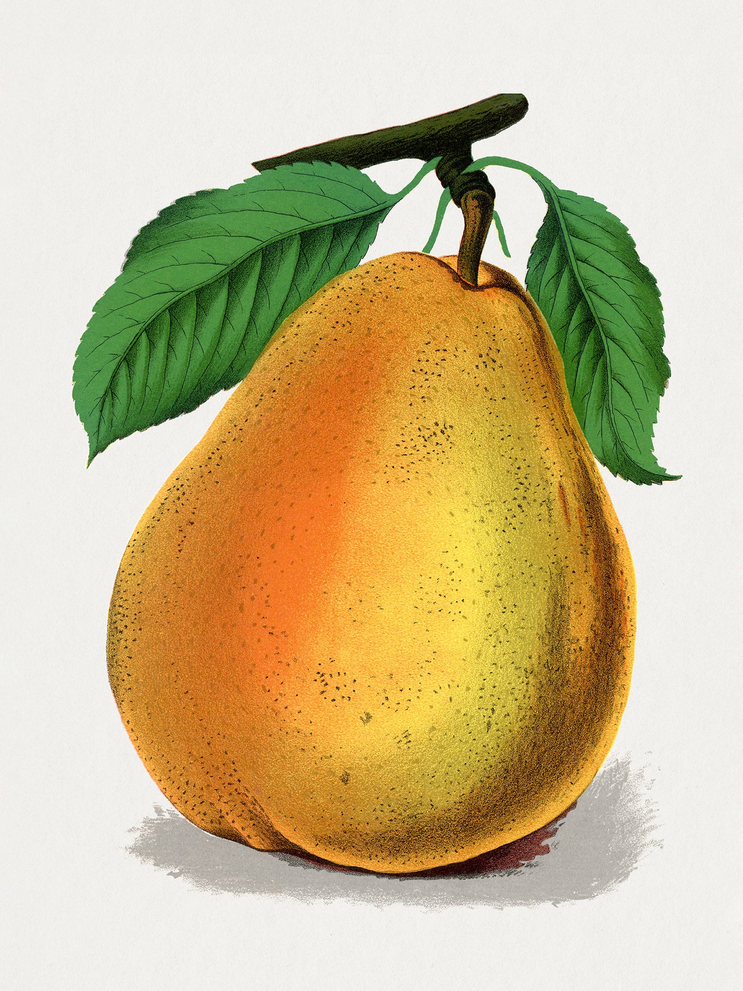 Pear