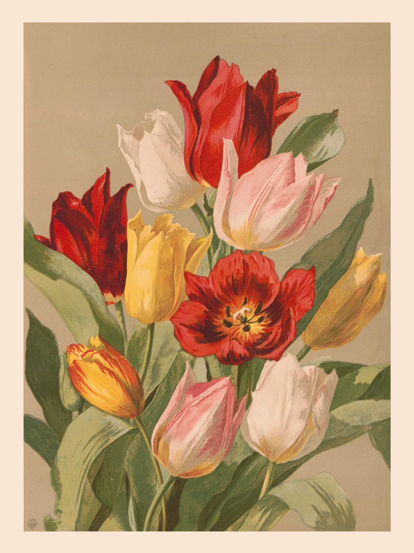 Tulips